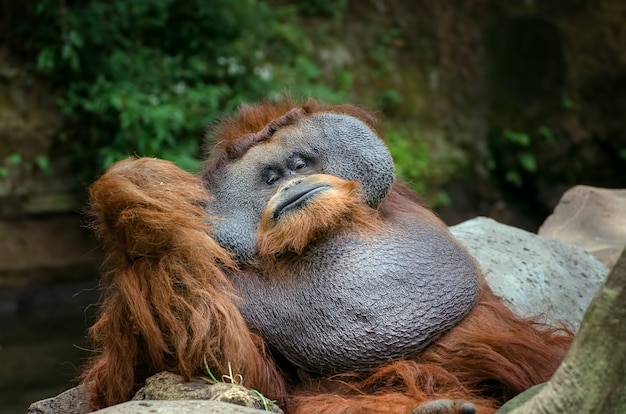 写真 大きな男性のオランウータンの肖像画