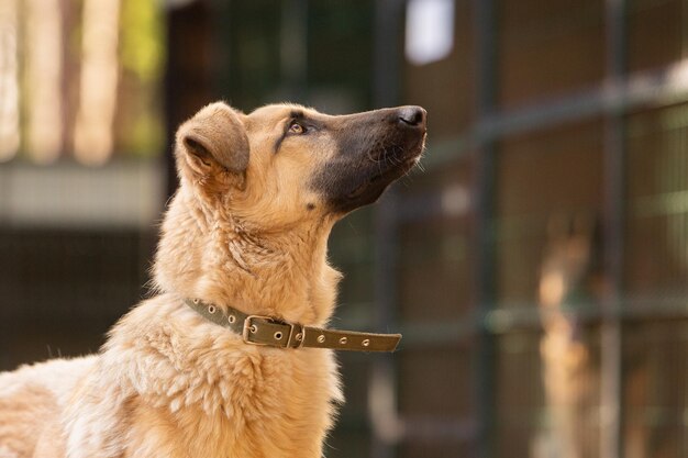 写真 野良犬のための避難所にいる大きな赤い雑種犬の肖像画