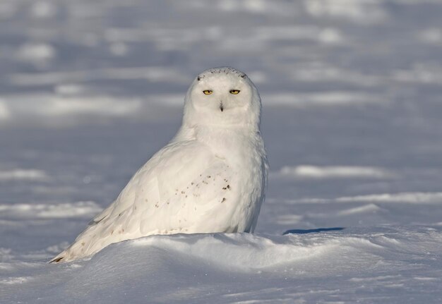 写真 雪上の鳥の肖像画