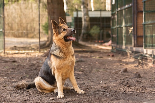 写真 犬の避難所にいる黒人のジャーマンシェパード犬の肖像画