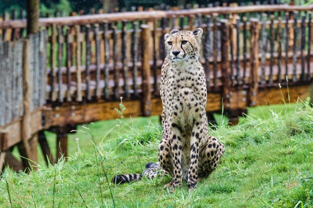 写真 動物園の猫の肖像画