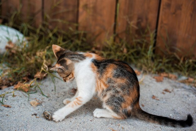 写真 猫の肖像画が遠くを見ている