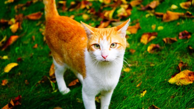 写真 草の上に横たわっている猫の肖像画