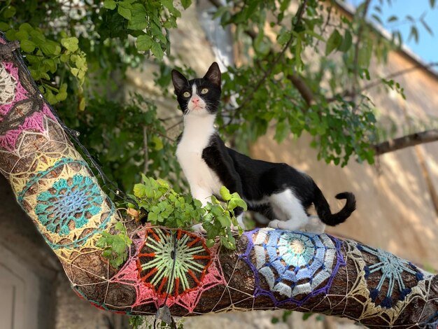 写真 アラカティの木の上の猫の肖像画
