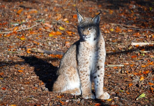 写真 フィールドの猫の肖像画