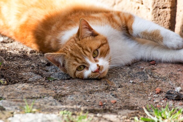사진 휴식 하는 고양이 의 초상화