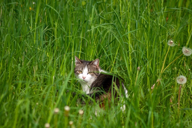 写真 草の中に座っている猫の肖像画