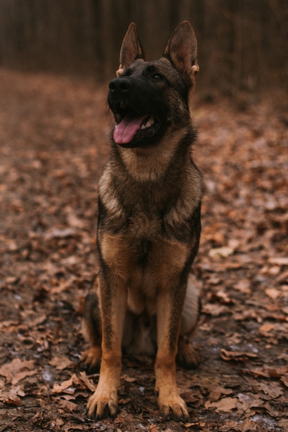 写真 公園で犬の肖像画