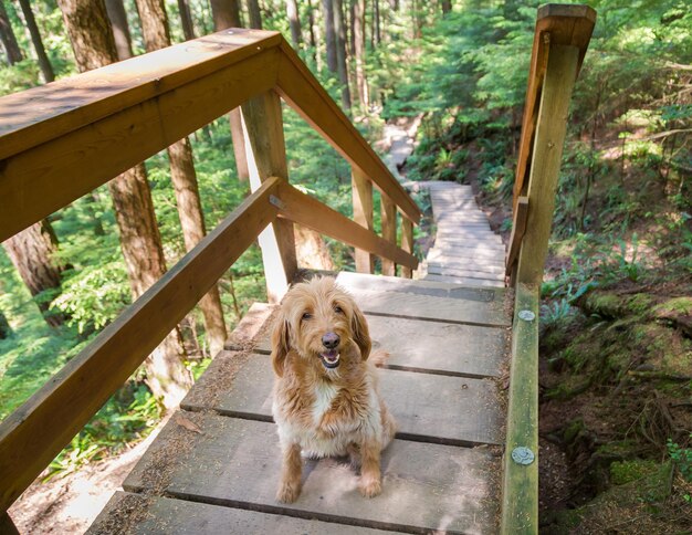 写真 森の中の犬の肖像画