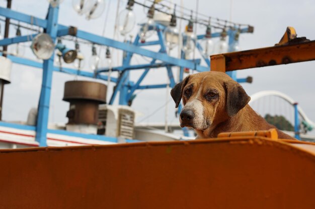 写真 遠くを見回す犬の肖像画