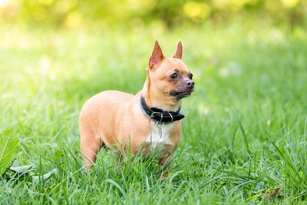 写真 フィールドの犬の肖像画