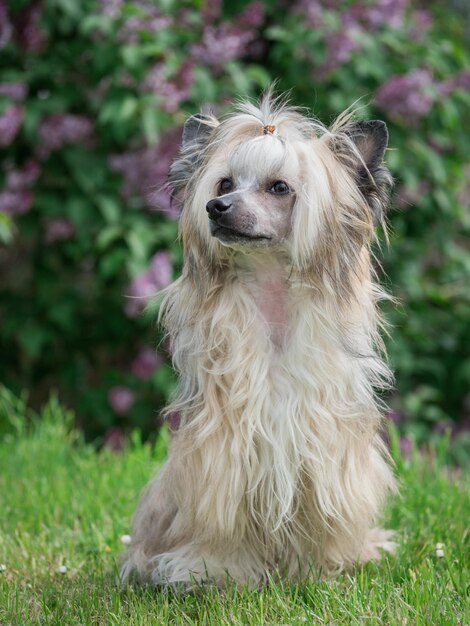 写真 フィールドの犬の肖像画