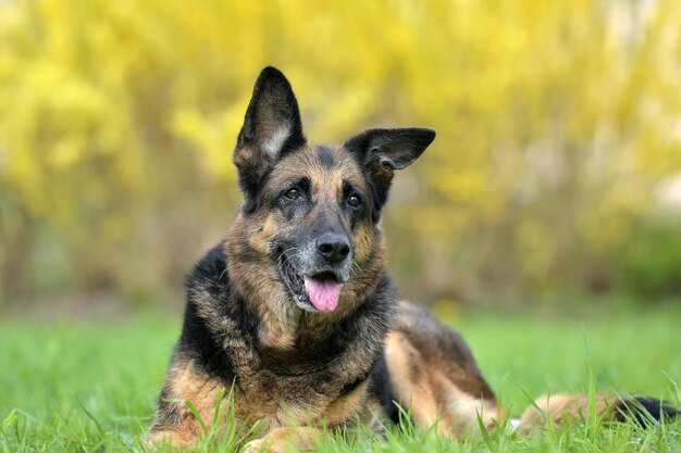 写真 フィールドの犬の肖像画