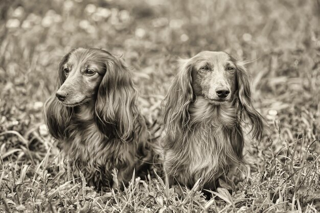 写真 フィールドの犬の肖像画