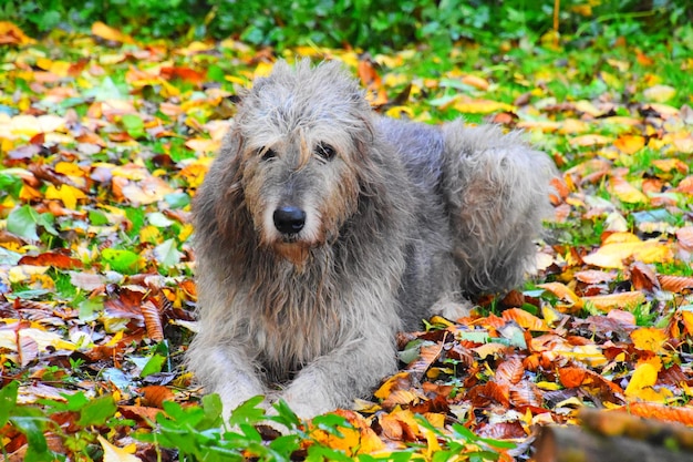 写真 秋の葉の上の犬の肖像画