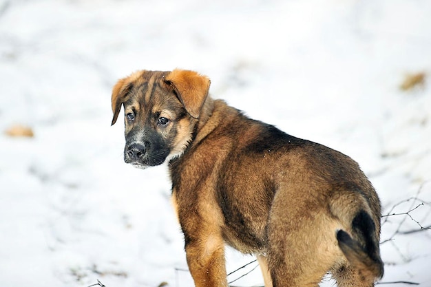 写真 雪上の犬の肖像画