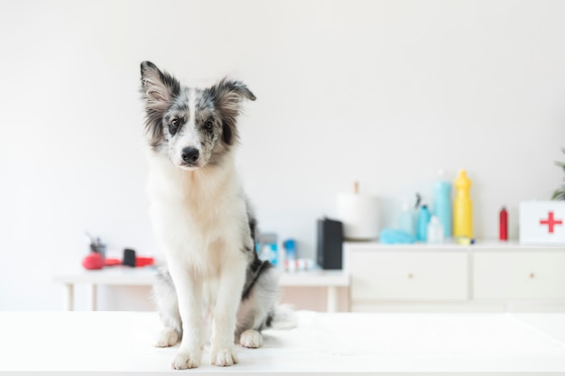 写真 獣医の白いテーブルに犬の肖像画