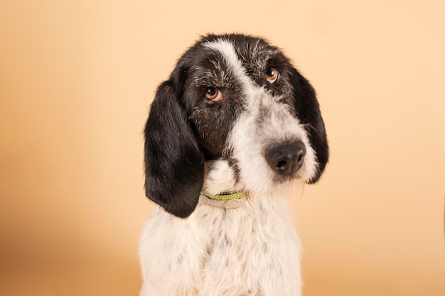 Фото Портрет собаки, позирующей для усыновления