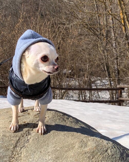 写真 犬の肖像画