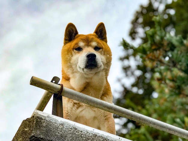 写真 犬の肖像画