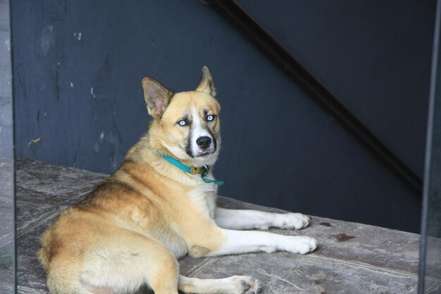 写真 犬の肖像画