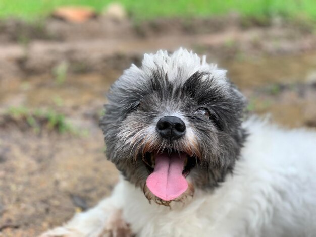 写真 犬の肖像画