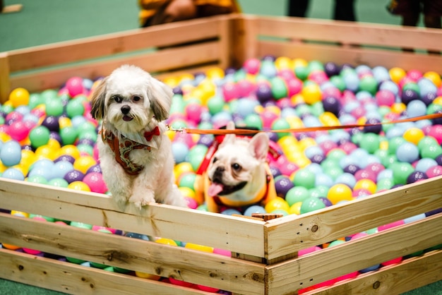 写真 犬の肖像画