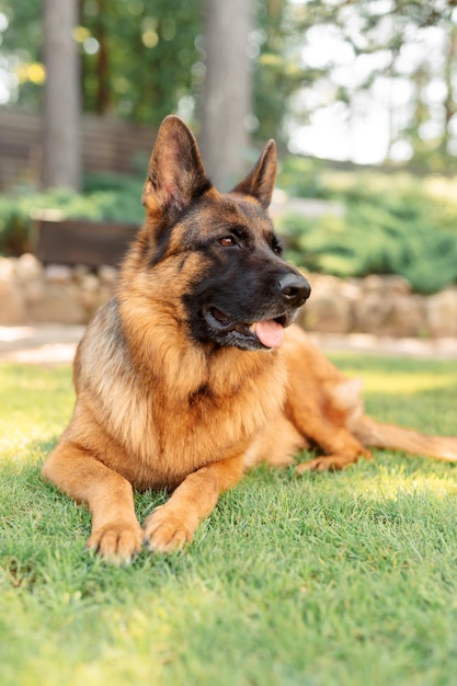 写真 庭のジャーマンシェパード犬の肖像画夏の庭の芝生の上に横たわっている純血種の犬