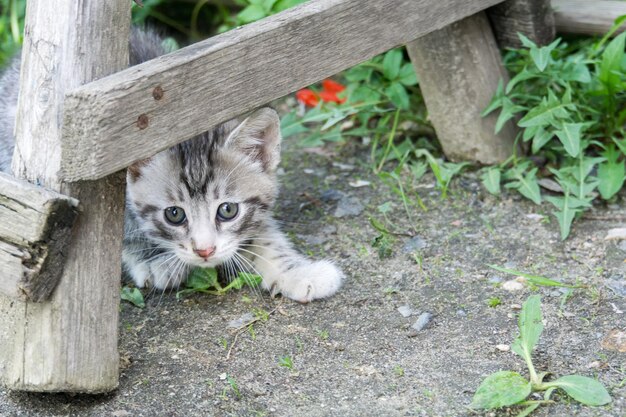 写真 子猫の肖像画