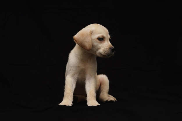写真 孤立した黒い背景のラブラドール・レトリバー犬の肖像画