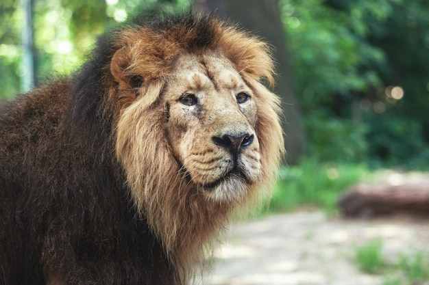 大きな美しいライオンの肖像画