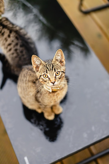 写真 雨の秋の日に屋外に座ってカメラをまっすぐ見て明るい黄色の目を持つ少しかわいい灰色の縞模様の子猫猫の肖像画