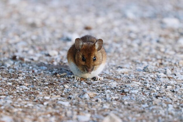 写真 陸上のネズミの肖像画