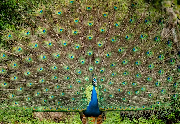 写真 彼の尾スリランカ ヤラ国立公園の背景に孔雀くじゃく座町の肖像画