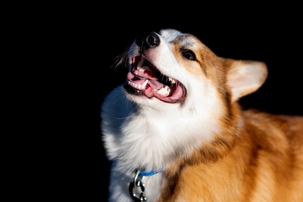 写真 ペムブローク・ウェールズ・コルギの子犬の肖像画口を開けて横を見て微笑む黒い孤立した背景ハッピー・リトル・ドッグケア・アニマル・ライフ・ヘルス・ショー