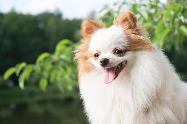 写真 白い毛皮と赤い耳を持つポメラニアンの子犬の肖像画