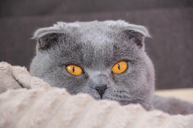 写真 スコットランド・フォールド・キャットの肖像画 怒った太った猫