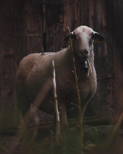 Фото Портрет овцы
