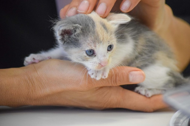 写真 小さな新生猫の肖像画