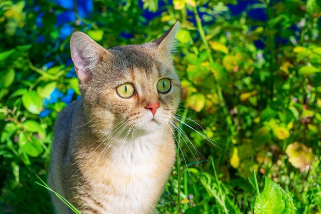 写真 高い草の中に驚いた赤い猫の肖像画 黄金のイギリスチンチラ