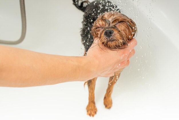 写真 バスルームで濡れた犬ヨークシャー テリアの肖像画