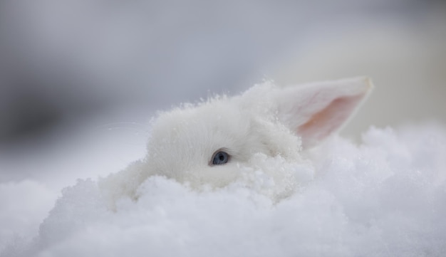 写真 雪の中の白いウサギの肖像画