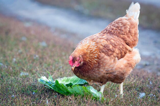 写真 放し飼いの庭でキャベツの葉をついばむ若い茶色の鶏の肖像画