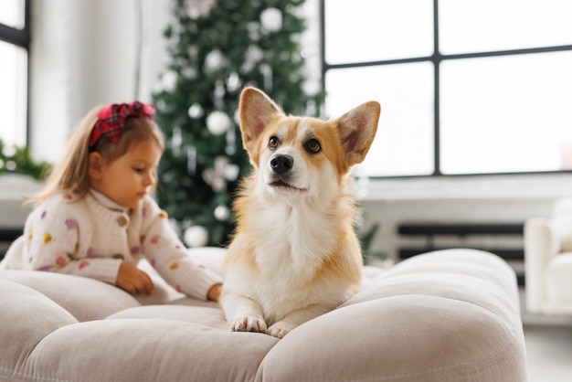 写真 コルギー犬の可愛い幸せな笑顔の犬の肖像画 美しい家で愛されるペット