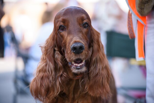写真 アイリッシュ セッター犬の肖像画。赤い犬はカメラを見ます。