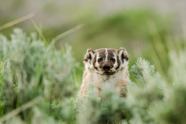 写真 陸上の植物による動物の肖像画