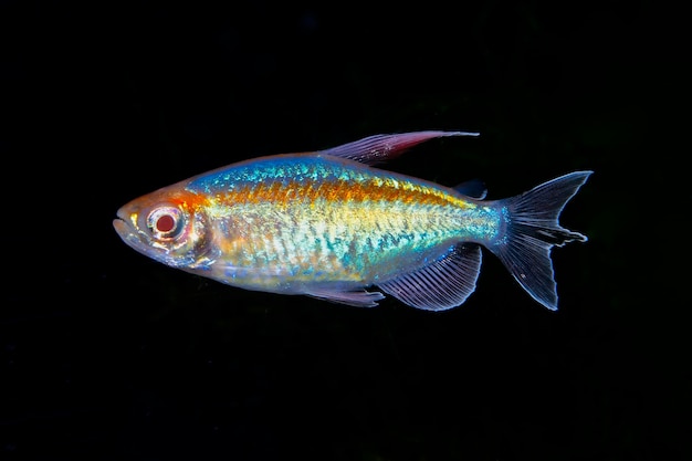 Фото Портрет аквариумной рыбы congo tetra phenacogrammus interruptus на черном фоне