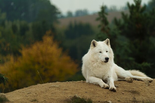 Фото Портрет арктического волка осенью