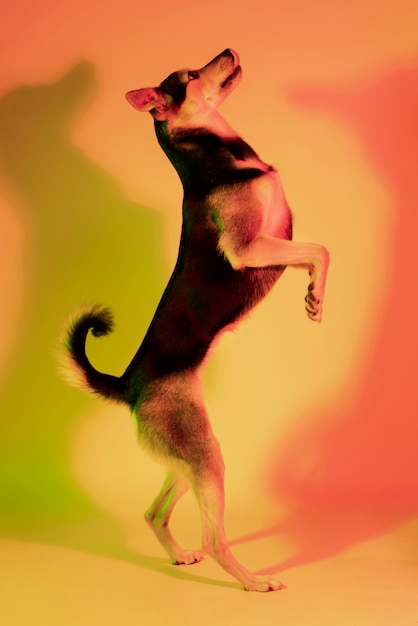Портрет австралийской собаки келпи в градиентном освещении