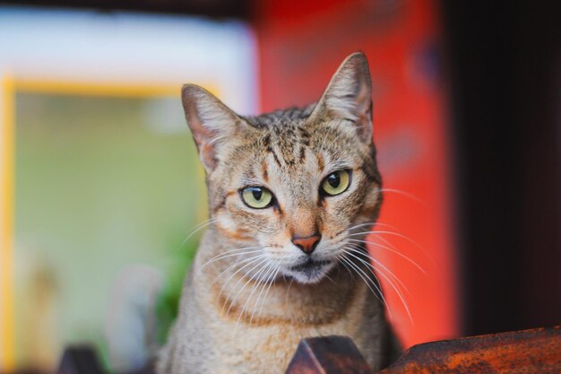 写真 美しい猫の肖像画